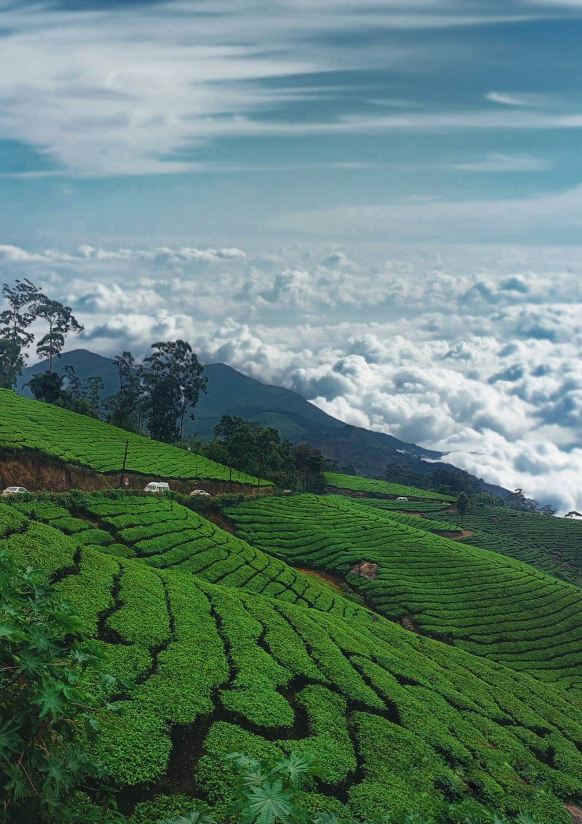NativePlanetIN's tweet photo. Beautiful Munnar 🌿😇, nestled in the heart of Kerala, is a paradise of lush tea gardens, misty hills, and serene beauty. This enchanting hill station offers tranquillity and adventure, inviting you to explore its vibrant landscapes, exotic wildlife, and stunning viewpoints. https://t.co/pGC3F6WWv3