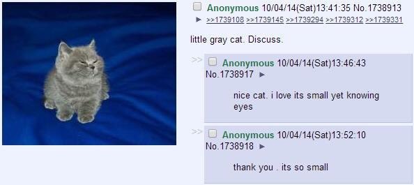 littlegraycat tweet media