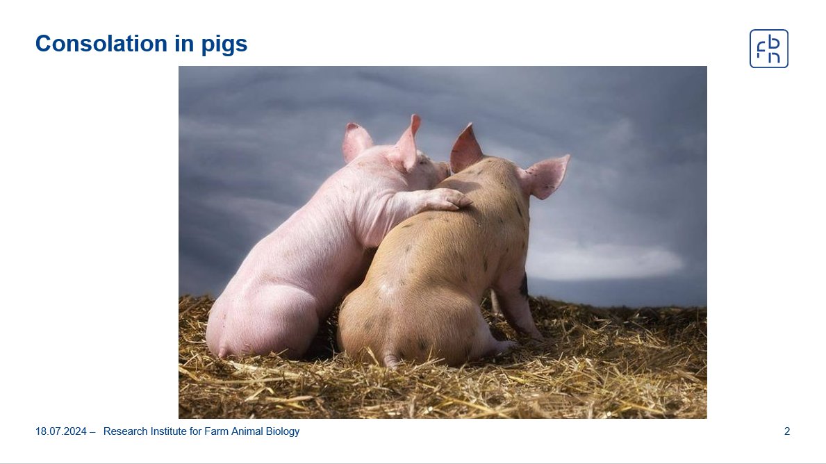 Ready to present on consolation in pigs at #ECBB2024 at 14:30. Come see my first immersion into the pig world!