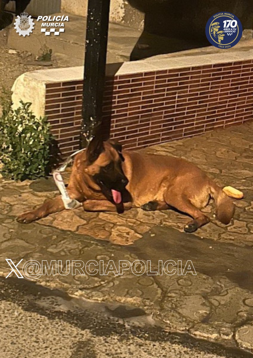 Ayer, agentes de La Alberca localizaron a un perro perdido que deambulaba por #Aljucer, evitando que fuera atropellado.
 A pesar de los intentos con el lector de chip, no se pudo identificar a su dueño.
 Tu retuit no cuesta nada y puede ayudar a que vuelva con su familia.