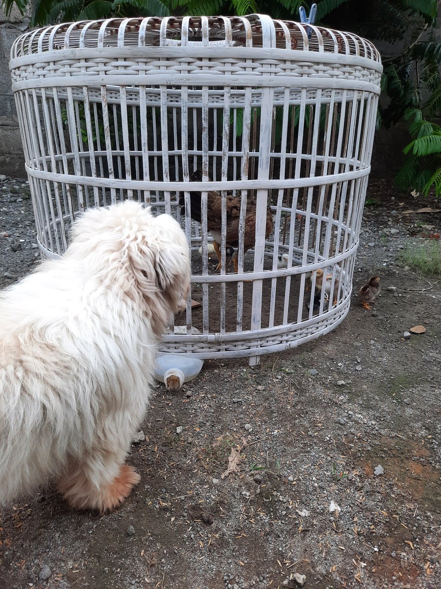 Belum pernah liat anak ayam 🤏