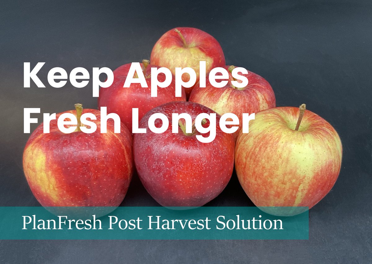 planfresh1mcp's tweet photo. PlanFresh 1-MCP is extensively used on apples 🍎 🍏 
PlanFresh benefits for apples:
o Maintain firmness
o Retain color
o Extend shelf-life
o Reduce incidence of scald
Feel freee to contact me for more information. https://t.co/C8fowWP9b2