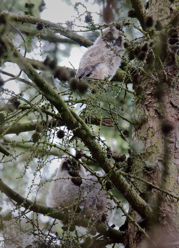 WWTCastleEspie's tweet photo. ๐ณ๐ฆ Great news from Castle Espie - earlier this month, we saw three owlets fledge in the woodlands. Such a lovely moment! ๐ฆ๐ณ
๐ท Jonny Clark.
#CastleEspie #Owlets #NIWildlife #Longearedowls https://t.co/l9Q4Hcs8jo