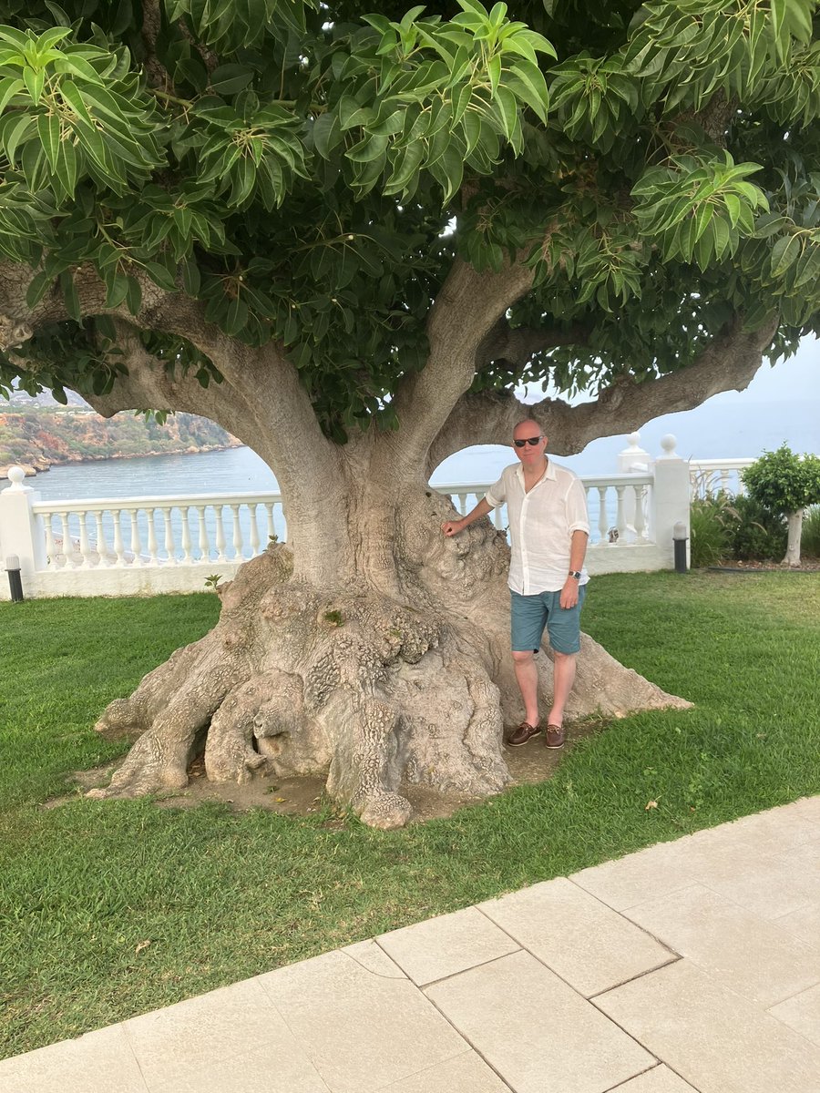 dawn arnold (@dawn2_arnold) on Twitter photo Anyone know what type of tree this is? In Southern Spain. Using <a href="/RobWJackson/">Robert Jackson</a> for scale. Anyone know what type of tree this is? In Southern Spain. Using <a href="/RobWJackson/">Robert Jackson</a> for scale.