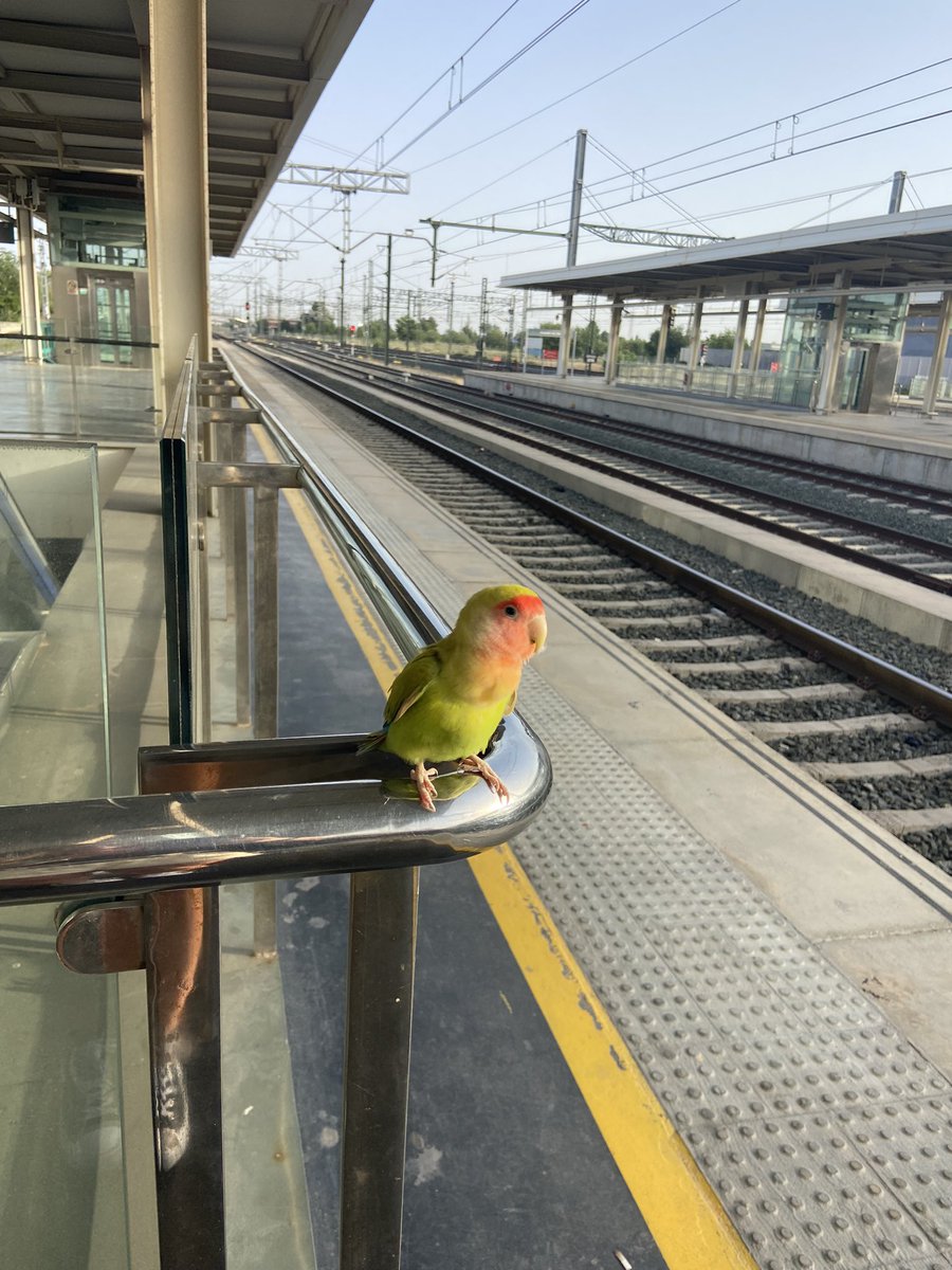 soofiach's tweet photo. Hola… Me he encontrado este pajarito desorientado en las vías del tren en Albacete.
Se lo he dejado al personal de seguridad, que lo tienen allí para que lo recoja su dueño en 📍VIALIA
RT 🔁 POR FAVOR COMPARTIR 🙏🏼 https://t.co/qRqaeoWv8S