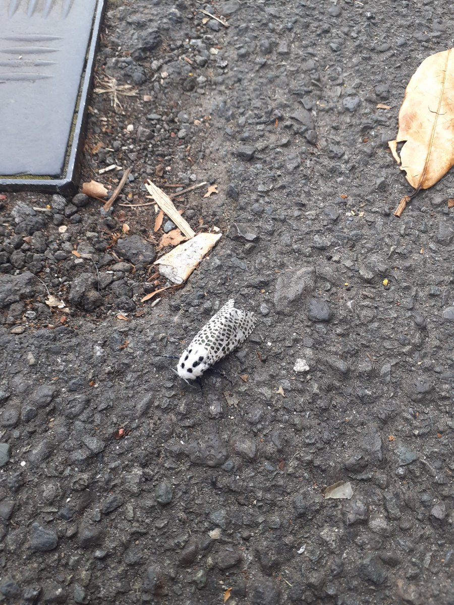 Charles P tweet media