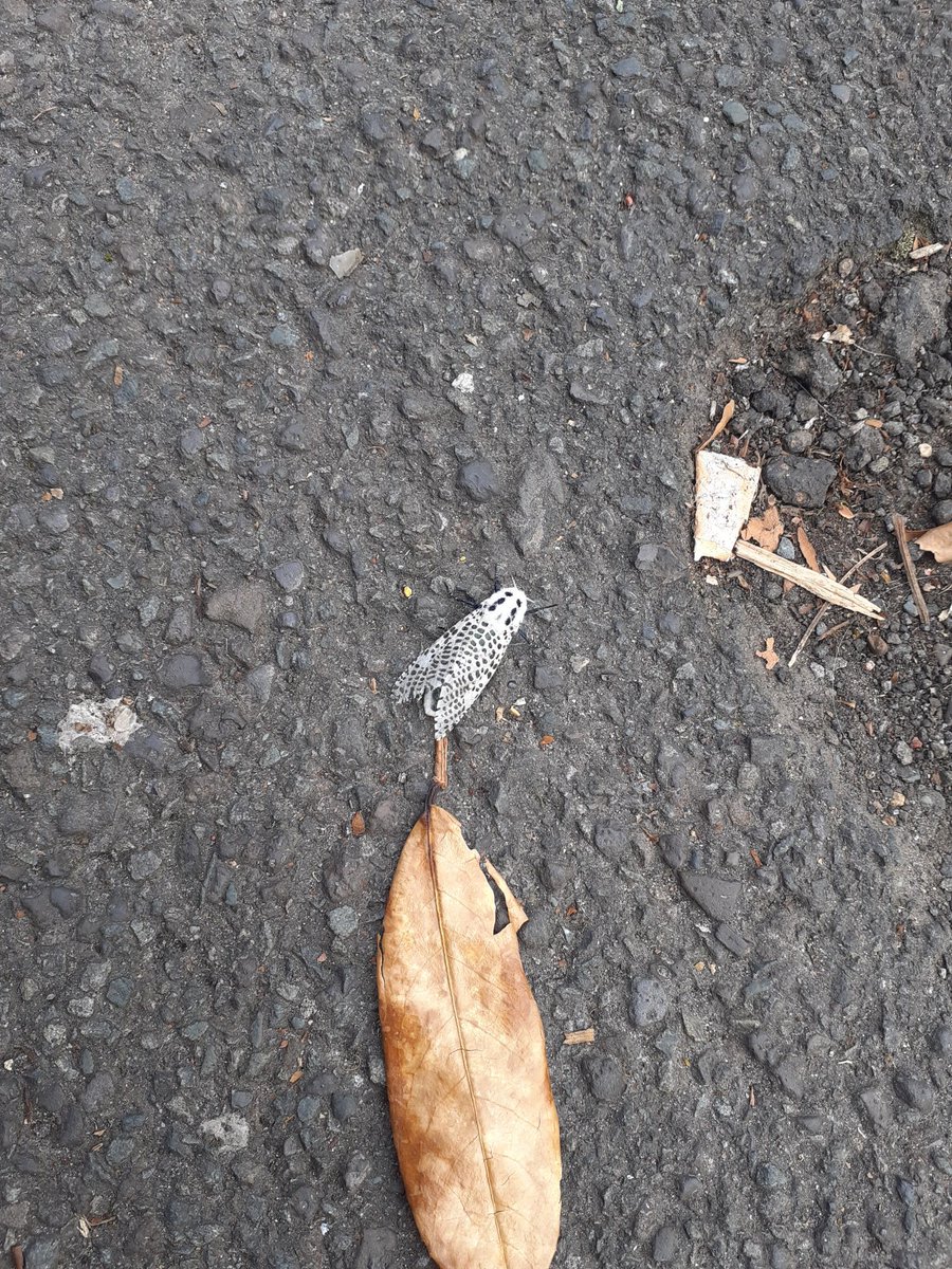 Charles P tweet media