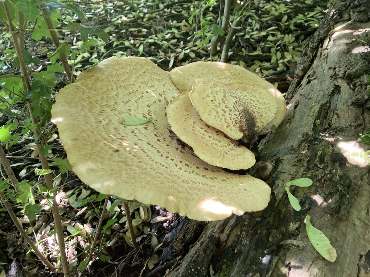 Draycote Water tweet media