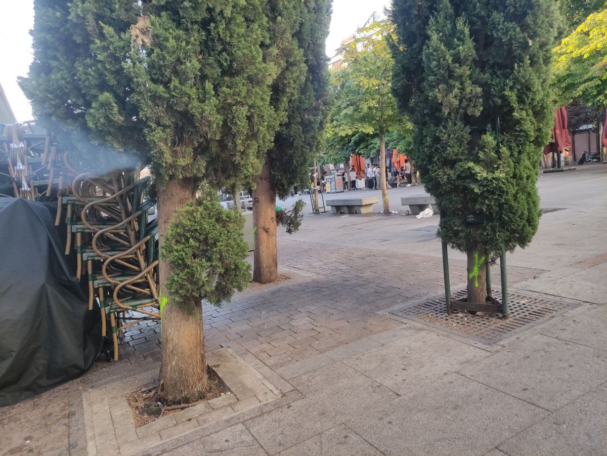 🌳🔔 ¡URGENTE! Confirmada la tala inicial de 28 árboles, incluidos 3 cipreses, en la Plaza de Santa Ana. 🚫🌲 Os convocamos 🕕 este jueves 18 a las 19:30 en Hostal Cervelo, Calle Atocha 43, para ver acciones. Vecinas y quien quiera apoyar, ¡no faltéis! 🙏💚 ¡Difunde!  #NoALaTala