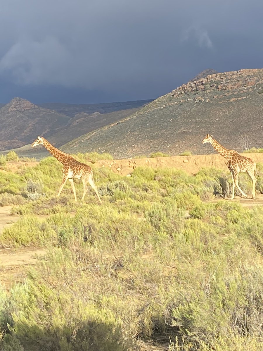 ReptonSport's tweet image. Incredible experience for the @Reptonhockey boys at the Aquila Game Reserve. Lions! Elephant. Giraffe! Hippo! Buffalo! Zebra! A wonderful Africa experience to round off the tour.