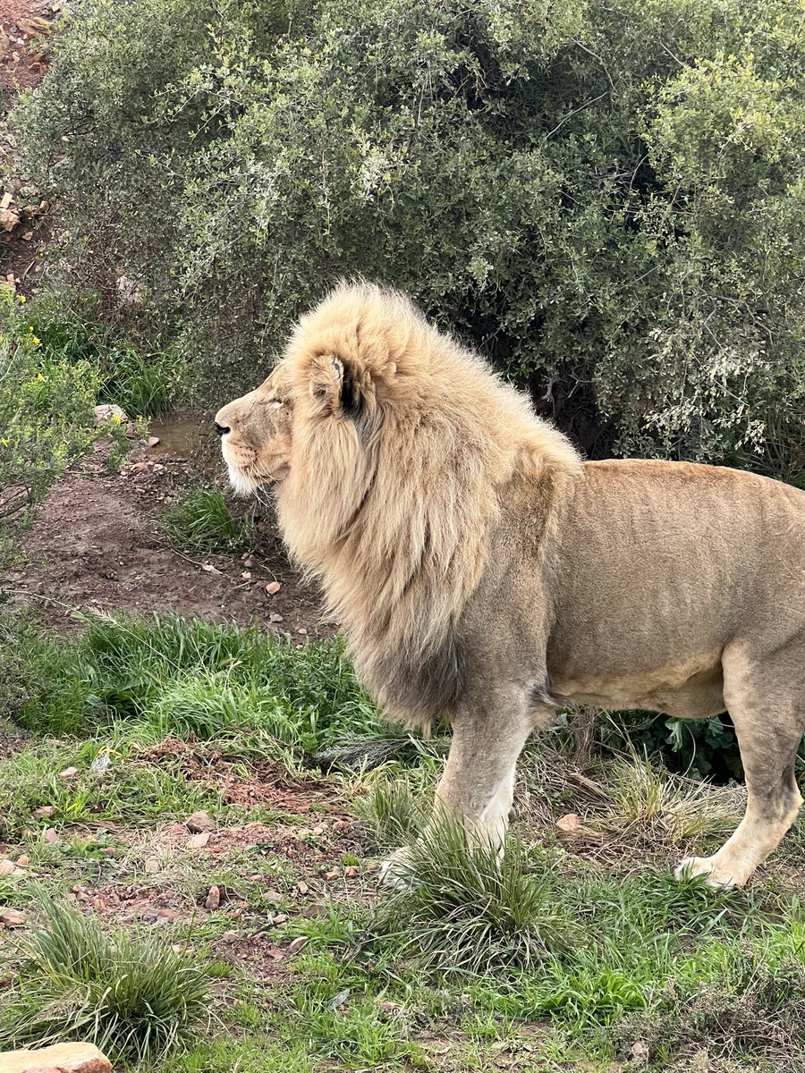 ReptonSport's tweet image. Incredible experience for the @Reptonhockey boys at the Aquila Game Reserve. Lions! Elephant. Giraffe! Hippo! Buffalo! Zebra! A wonderful Africa experience to round off the tour.