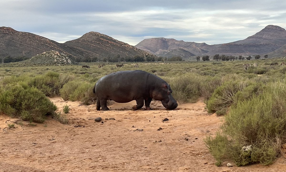 ReptonSport's tweet image. Incredible experience for the @Reptonhockey boys at the Aquila Game Reserve. Lions! Elephant. Giraffe! Hippo! Buffalo! Zebra! A wonderful Africa experience to round off the tour.