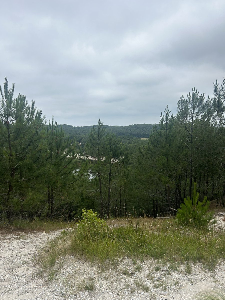 Op werkbezoek in de Schoorlse #duinen met de #Duinstichting! De provincie is van plan meer naaldbomen te kappen voor #natuurherstel 🌱. Gezien onderstaande foto’s is het nog maar de vraag of dit plan bevorderend is voor de #biodiversiteit… 🪵 #JA21