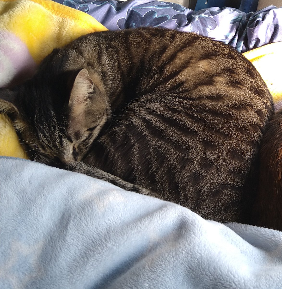ochanochan619's tweet photo. 2024.5.2から我が家の猫が高槻市日吉台6番町より行方不明中です。
似た猫見かけましたら連絡お願いします。

ギン
オス
キジトラ(ぱっと見はグレーに黒のシマ)
2歳
右耳先端カットあり
青い鈴つきの首輪(暗い所で光る柄入り、外れてる可能性あり)
顔小さ目
体格普通
しっぽ長い
#迷子　#迷い猫　#高槻 https://t.co/CK1MlL4uaf