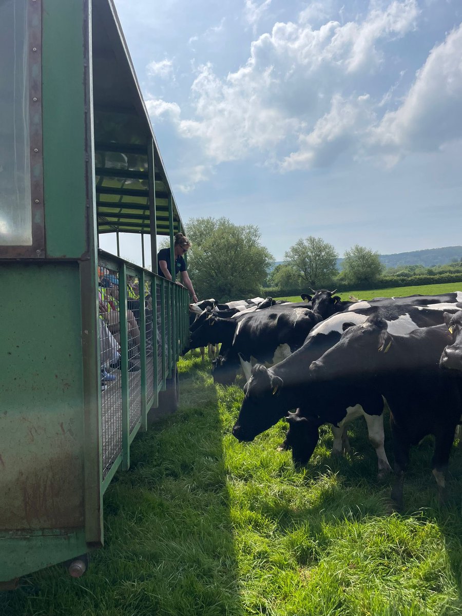 Cows really are sociable animals and they love nothing more than coming to say hi when we have a class visiting! 🐮
