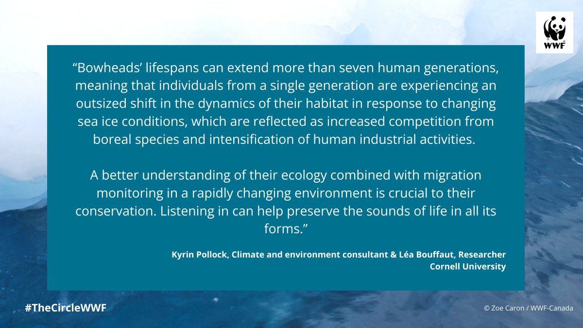 WWF Global Arctic Programme (@wwf_arctic) on Twitter photo Repurposing #Arctic infrastructure is key for scientists.
Fibre optic sensing technology uses existing telecommunications equipment to eavesdrop on whales & is poised to be a conservation game-changer🐋
Kyrin Pollock & <a href="/LeaBouffaut/">Léa Bouffaut</a> in #TheCircleWWF 🔗:
arcticwwf.org/the-circle/sto… Repurposing #Arctic infrastructure is key for scientists.
Fibre optic sensing technology uses existing telecommunications equipment to eavesdrop on whales & is poised to be a conservation game-changer🐋
Kyrin Pollock & <a href="/LeaBouffaut/">Léa Bouffaut</a> in #TheCircleWWF 🔗:
arcticwwf.org/the-circle/sto…