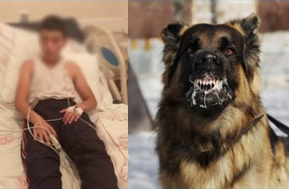 Bu sizin çocuğunuz olabilirdi 
Bu çocuğun hakkı yokmuydu 

Köpek hakkı diye havlayıp durmayın 
O yasa çıkacak çocuklarımız 
Sokaklarda güvenli olacak

#MilletYasayaEvetDiyor 
#yasayaevetde