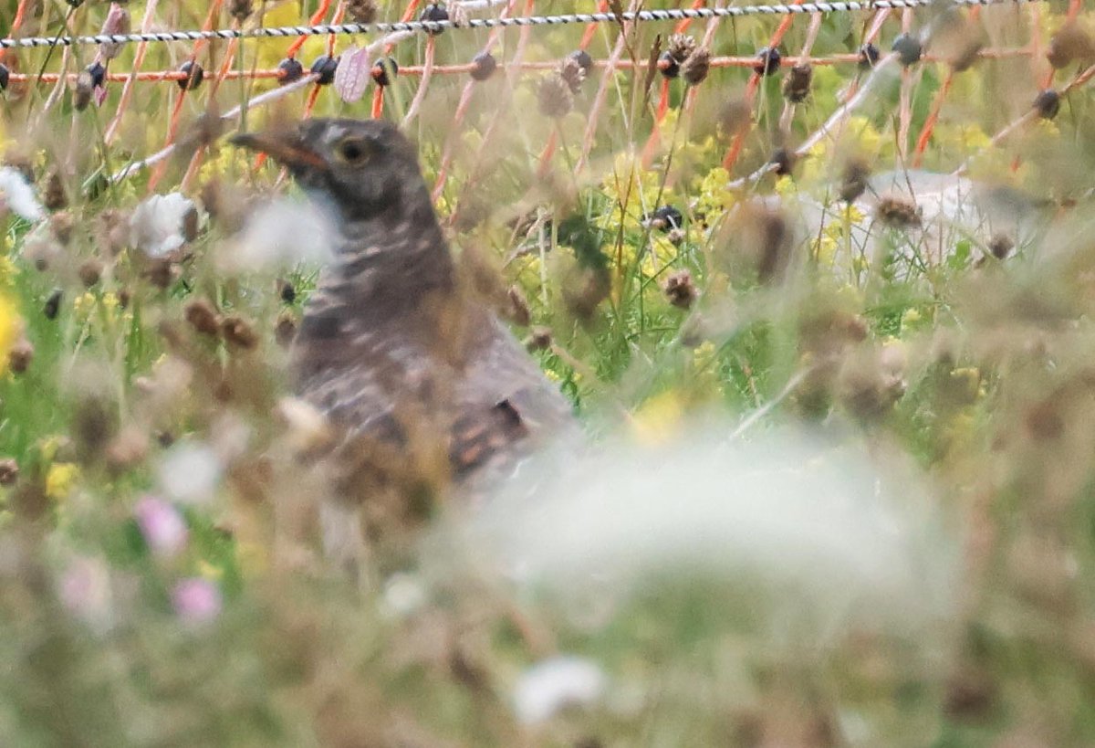 David Fox tweet media