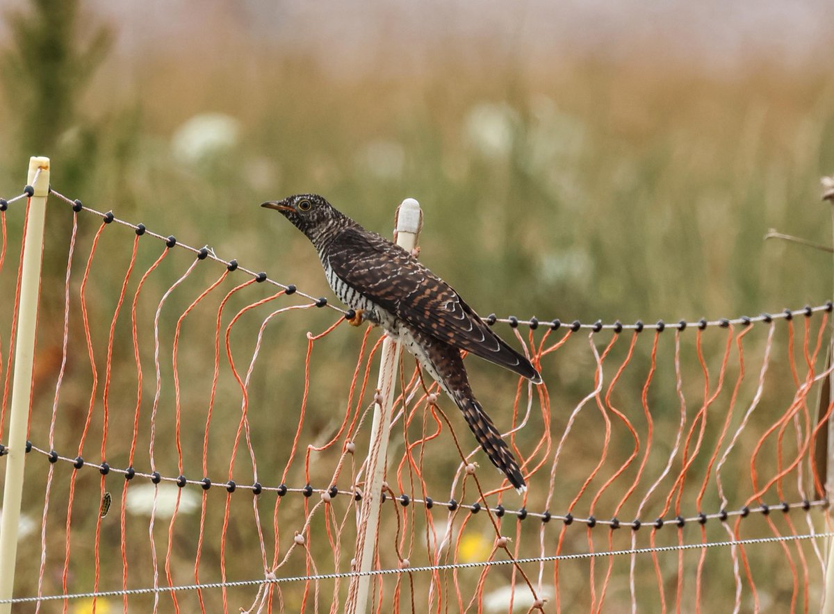 David Fox tweet media