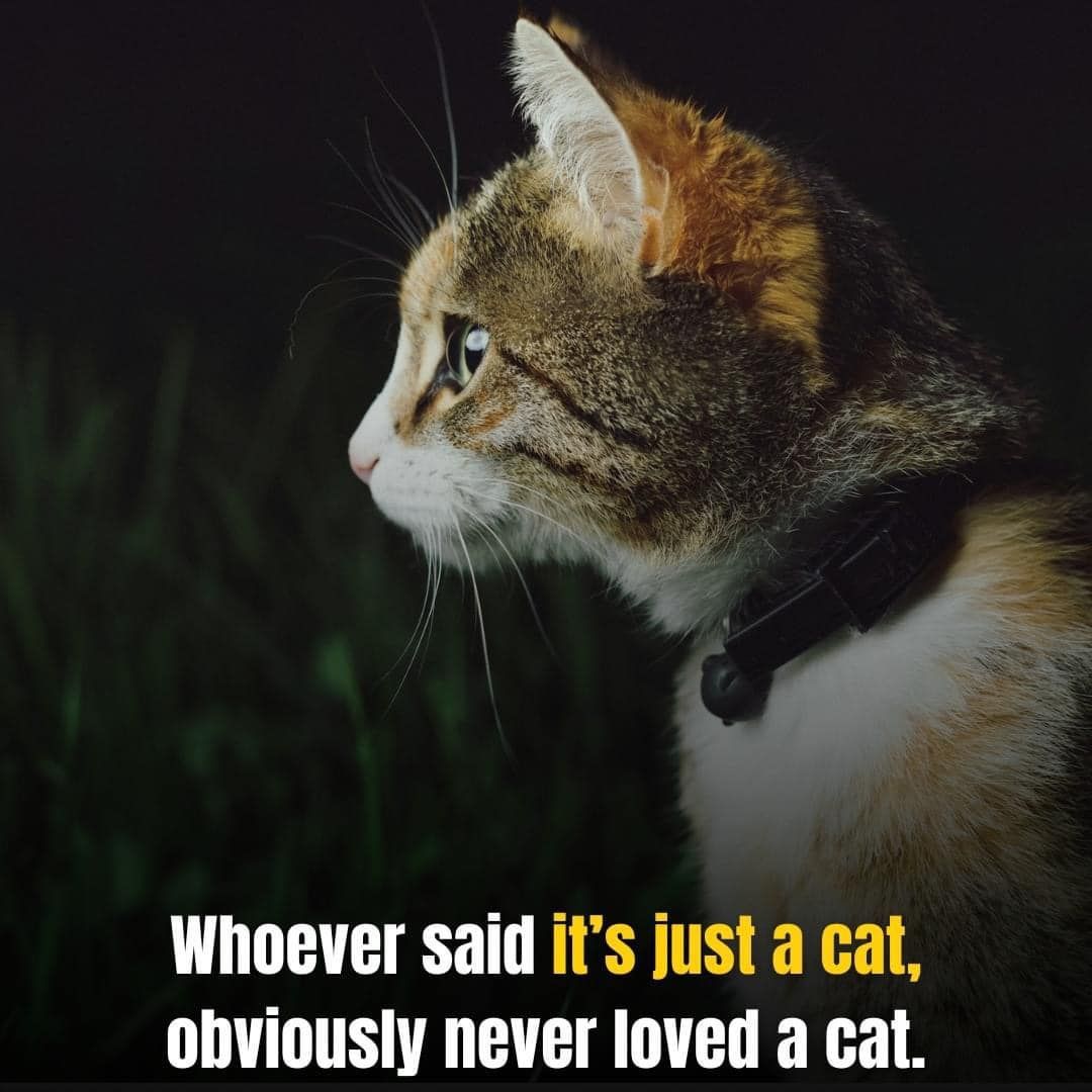 Cats and Kittens (@catsnkittys) on Twitter photo 