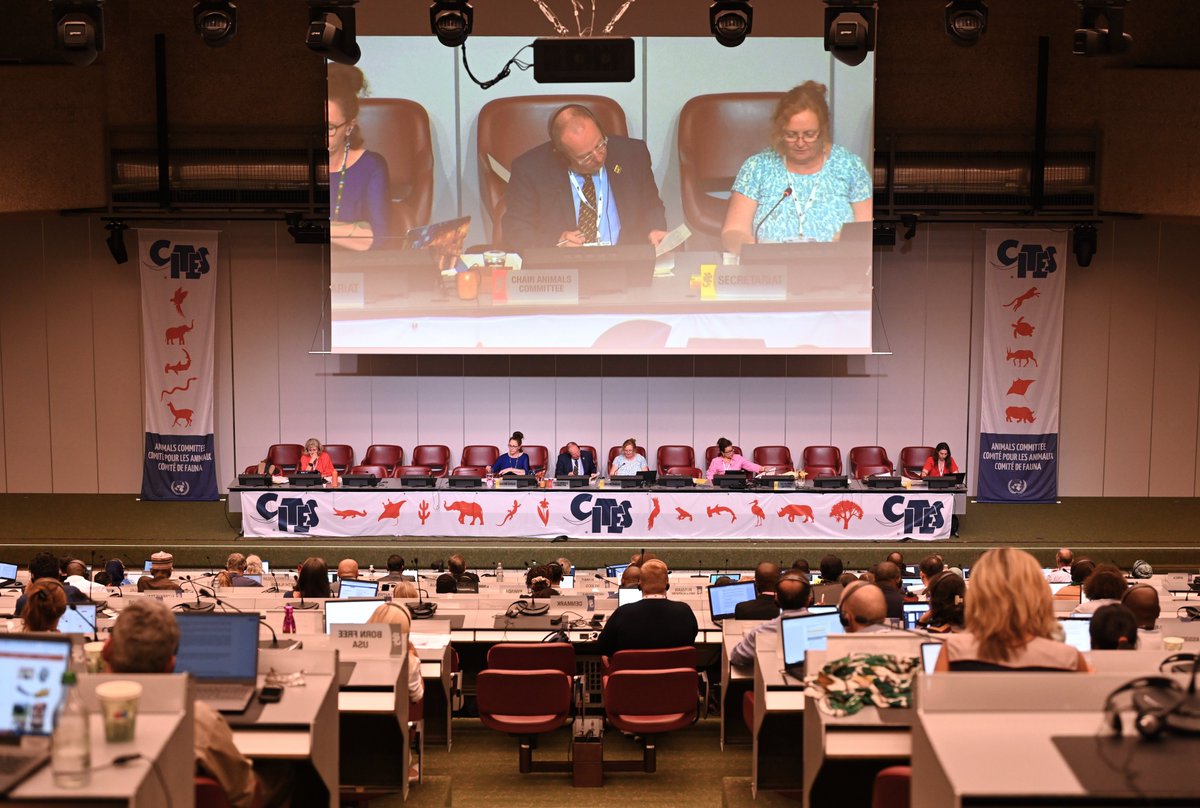 CITES's tweet photo. Plenary sessions resume today for the #CITES Animals Committee ⏯️ https://t.co/Vo5MzfklSi
Tune in to #AC33🐾 for updates on the #sustainabletrade and #conservation of
🐚 Queen conch
🐆 African carnivores
🐦 songbirds & more! https://t.co/4EpnldDwfe