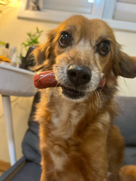 16bladesmith's tweet photo. Hey everyone. Today I got commissioned to make artwork of a friend's dog who passed away recently.
RIP buddy.

#dogs #rip #art #design https://t.co/Tsw7y3EPAu