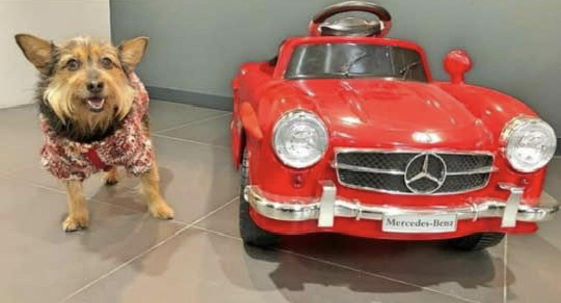 Mardelplata1995's tweet photo. The only view a dog cares about, is the one where youβre right beside them βΊοΈ #dog #doglover #doglover #doglive #dogsofinstagram #dogoftheday #lavanguardia #pacma #mercedes #mercedesbenz #classiccars #classicmercedesbenz #noalmaltrstoanimal #mardelplalimousines @MercedesBenz https://t.co/BExD52f1ST