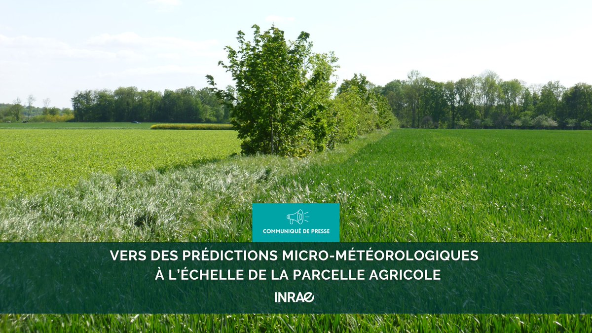 INRAE (@inrae_france) on Twitter photo #RP_INRAE Vers des prédictions micro-météorologiques à l’échelle de la parcelle agricole
👉 Des chercheurs #INRAE ont pris comme modèle une parcelle forestière pour représenter l’évolution des flux de masse et d’énergie au-dessus du couvert forestier
👉 Grâce à cette simulation, #RP_INRAE Vers des prédictions micro-météorologiques à l’échelle de la parcelle agricole
👉 Des chercheurs #INRAE ont pris comme modèle une parcelle forestière pour représenter l’évolution des flux de masse et d’énergie au-dessus du couvert forestier
👉 Grâce à cette simulation,