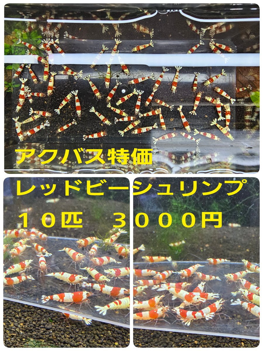 renge5266's tweet photo. アクアリウムバスには
様々な🦐を持っていきますが
今回もこの子達は外せませんね😌
↓↓↓
※レッドビー
※黒ビー
※黒ギャラクシー

※↑各えびのハーレムセットや
　　繁殖セットパック
も用意していきます🦐🦐🦐
今回も量が多いので運ぶのが
大変そうです……汗 https://t.co/CMSNyZBRNm