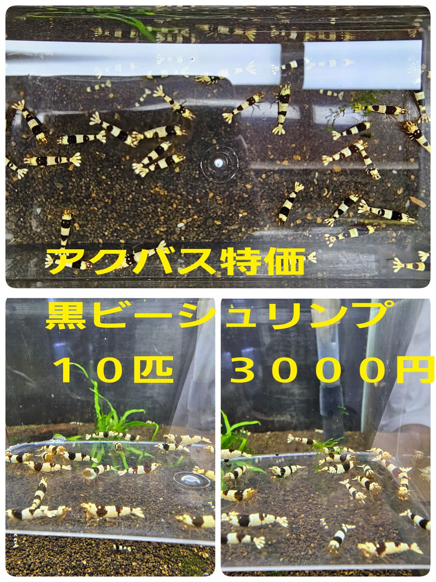 renge5266's tweet photo. アクアリウムバスには
様々な🦐を持っていきますが
今回もこの子達は外せませんね😌
↓↓↓
※レッドビー
※黒ビー
※黒ギャラクシー

※↑各えびのハーレムセットや
　　繁殖セットパック
も用意していきます🦐🦐🦐
今回も量が多いので運ぶのが
大変そうです……汗 https://t.co/CMSNyZBRNm