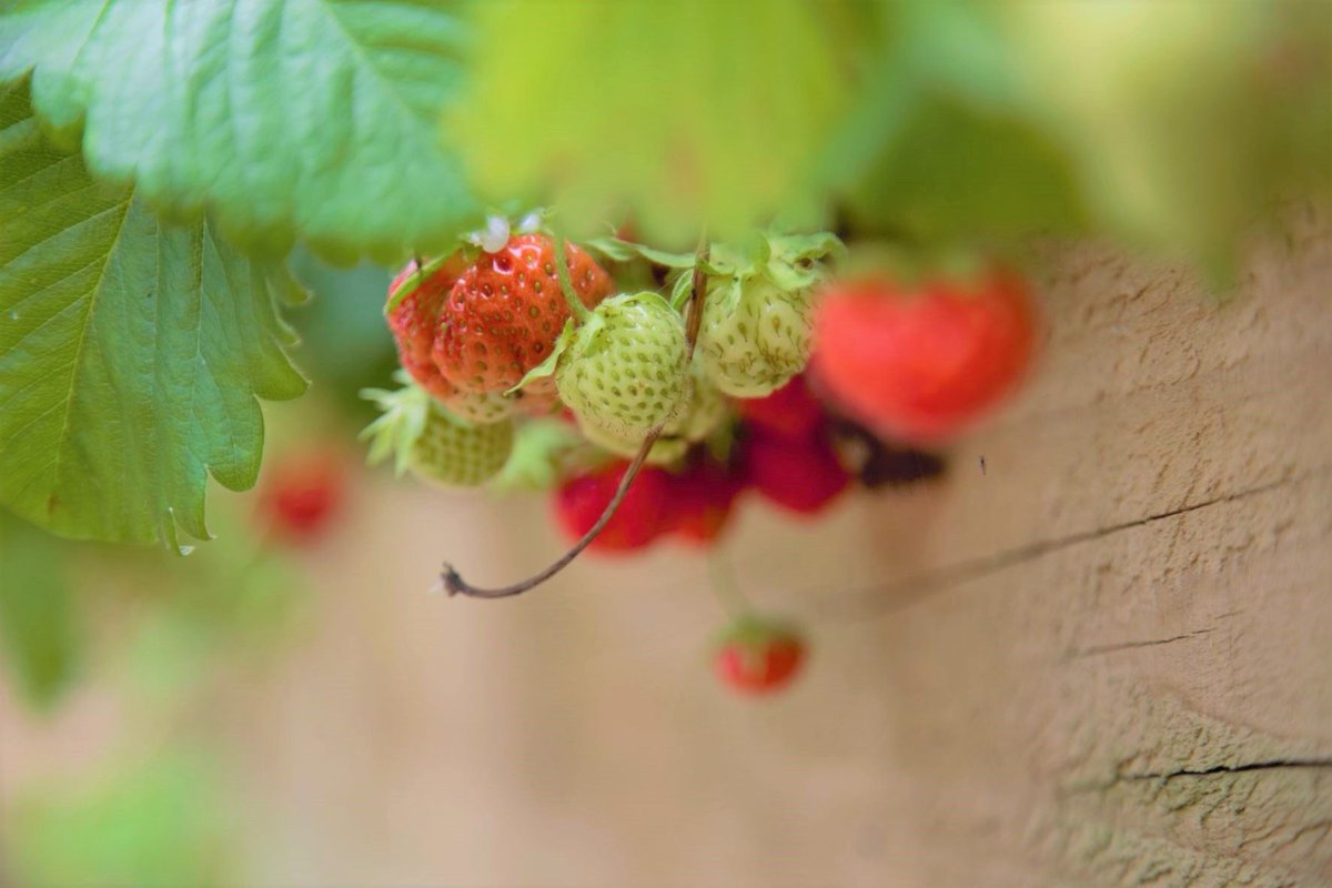 Foothold Cymru tweet media