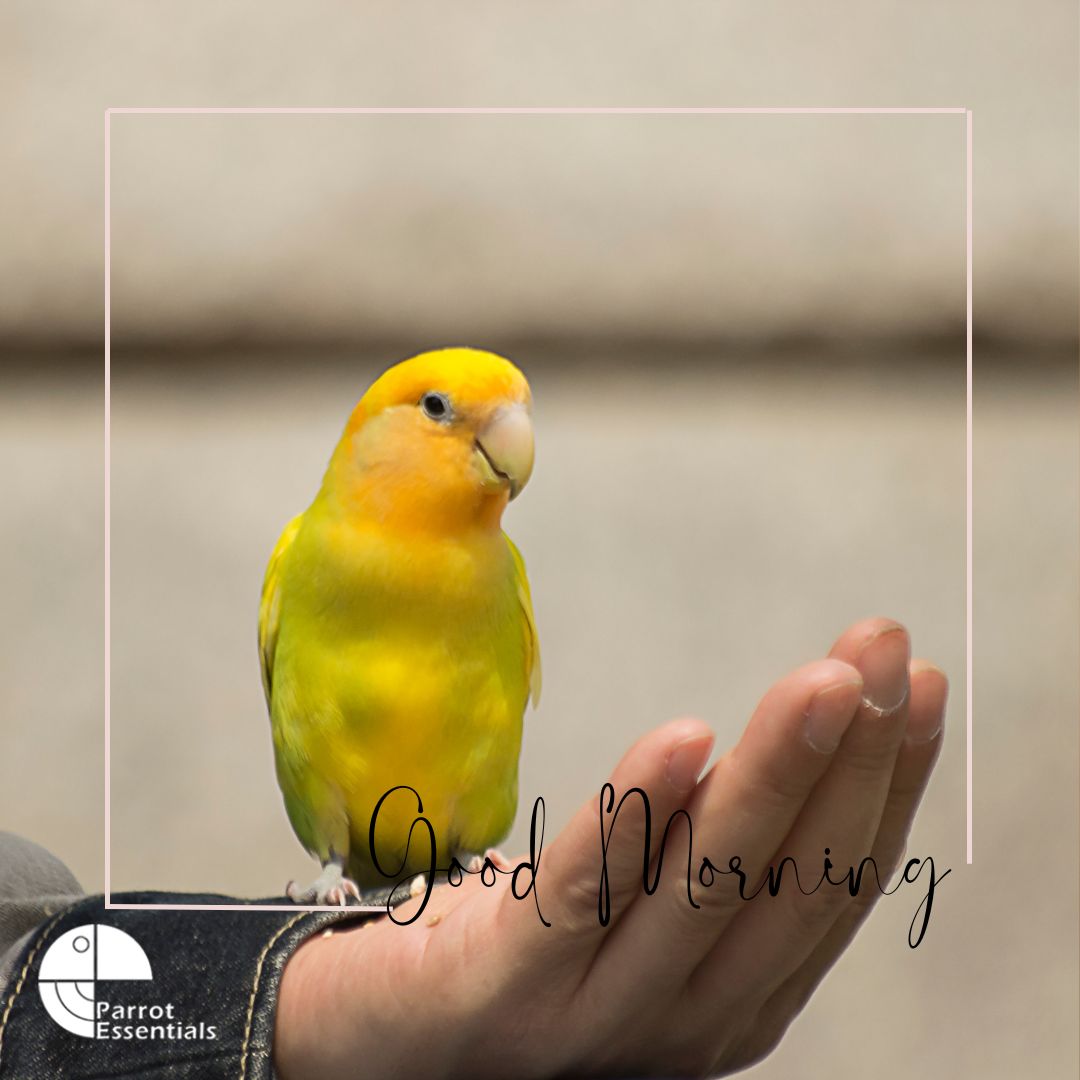 ParrotEssential's tweet photo. Start the day with a cheerful, feathered friend! 🌞🦜 

#parrotessentials #parrots #petparrot #parrotlife #parrotlove #petbird #parrots #GoodMorning https://t.co/uAOggcQwa8