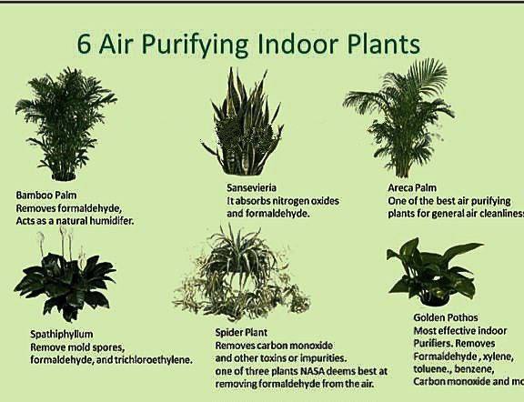 BarbaraOneillAU's tweet photo. 6 air-purifying indoor plants. https://t.co/ej3h6mn72x