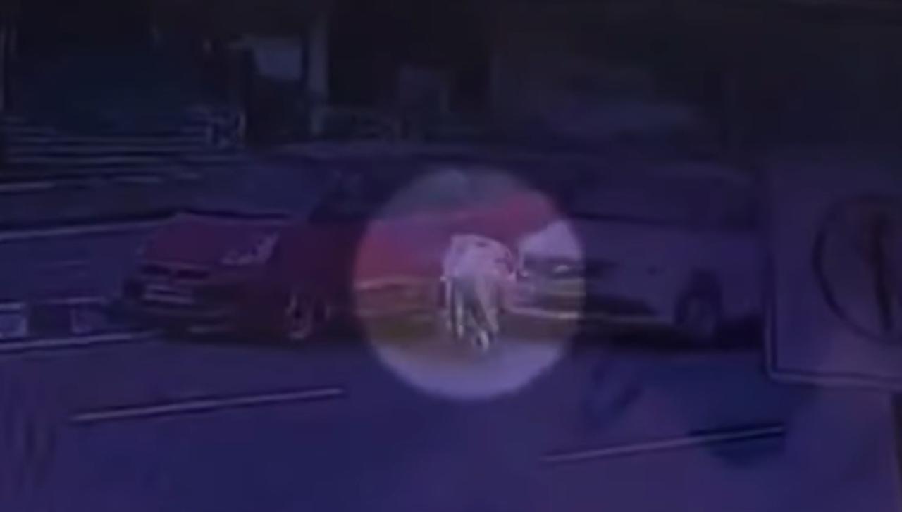 Multiple cars crash into each other on NH48 in Valsad due to stray cattle