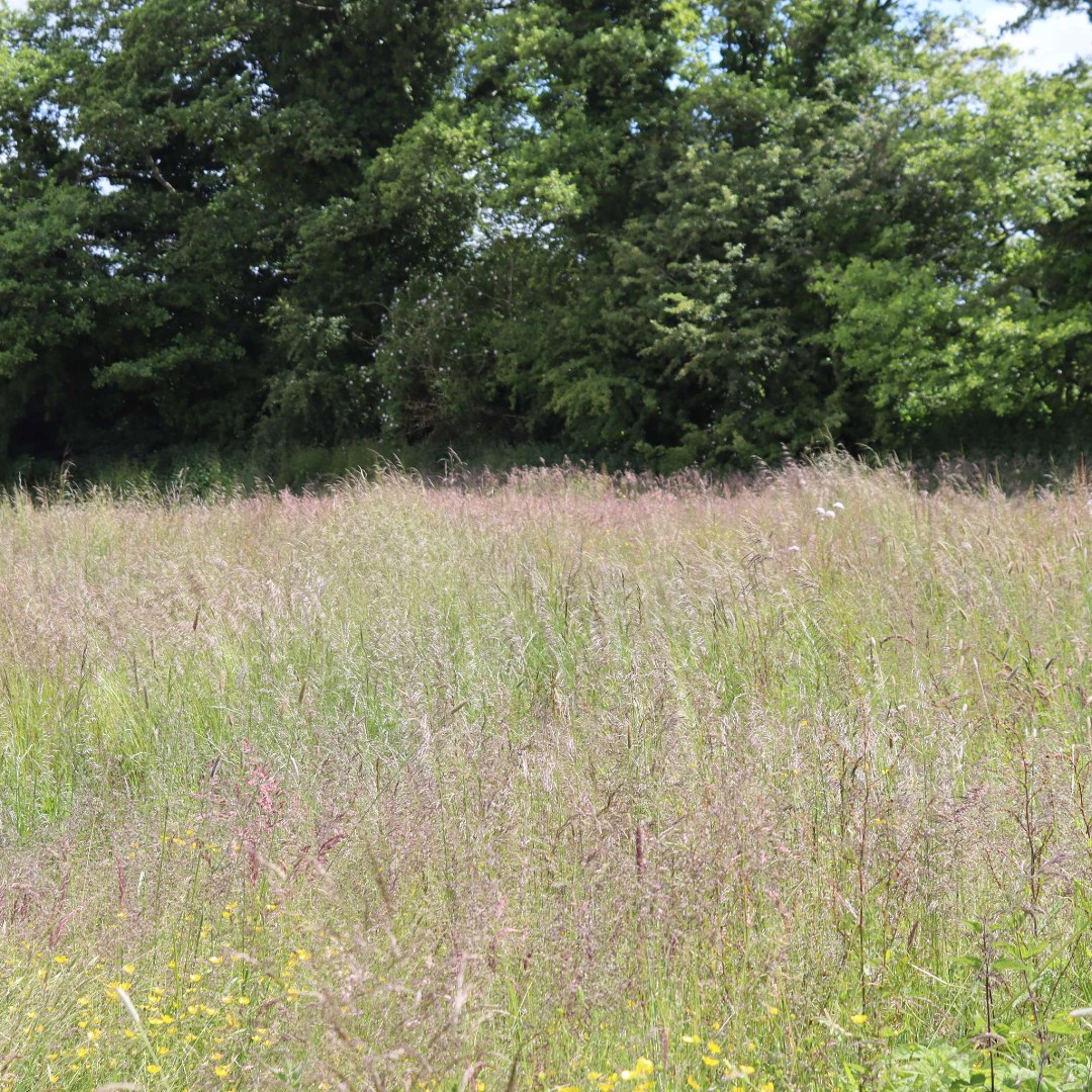 This Friday our gardeners will be hosting a free Garden Tour

You can enjoy our rose garden, herbaceous borders, herbal walkways, &amp; for those fancying a longer unguided walk,  enjoy the Goldstone Meadows with brook and undisturbed pasture land.
.
Call o1630 661202 to book