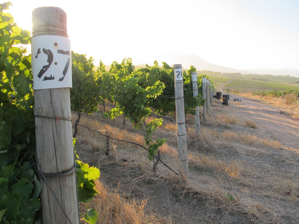 2024 Harvest Report  

mulderbosch.co.za/mulderbosch-ha…

#MulderboschHarvest #MulderboschVineyards