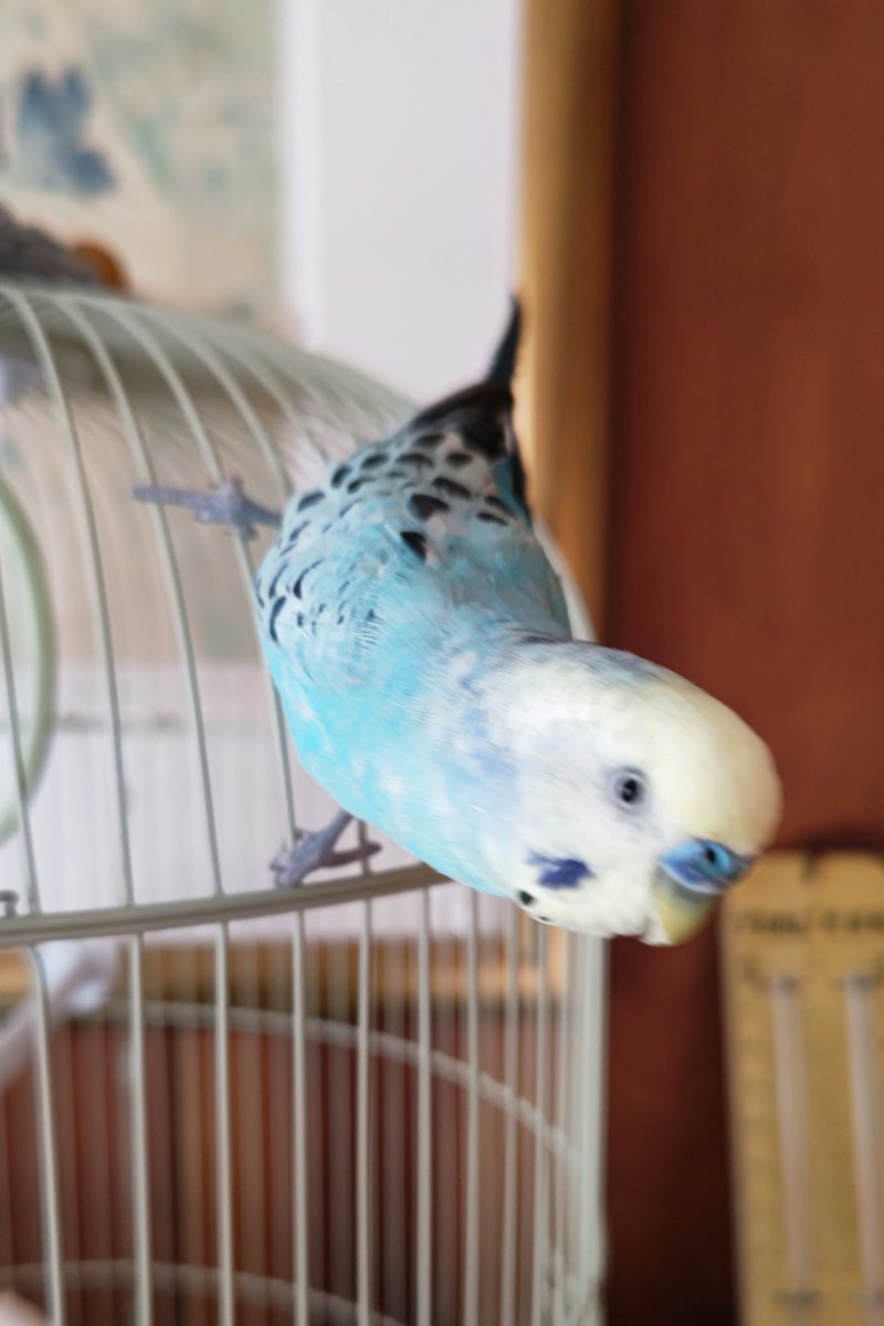 mu2kawacho's tweet photo. #セキセイインコ迷子  #迷子鳥 #三重県 #四日市
2024年6月8日迷子になりました。
名前は、ピーちゃん。
どんな事でも情報をお願いいたします。
https://t.co/PLRaRvypSy

今日は、毘沙門さんまで探しに行きました。カラスがいたので、この辺にはいないのかも。 https://t.co/BuIrmLYOgM