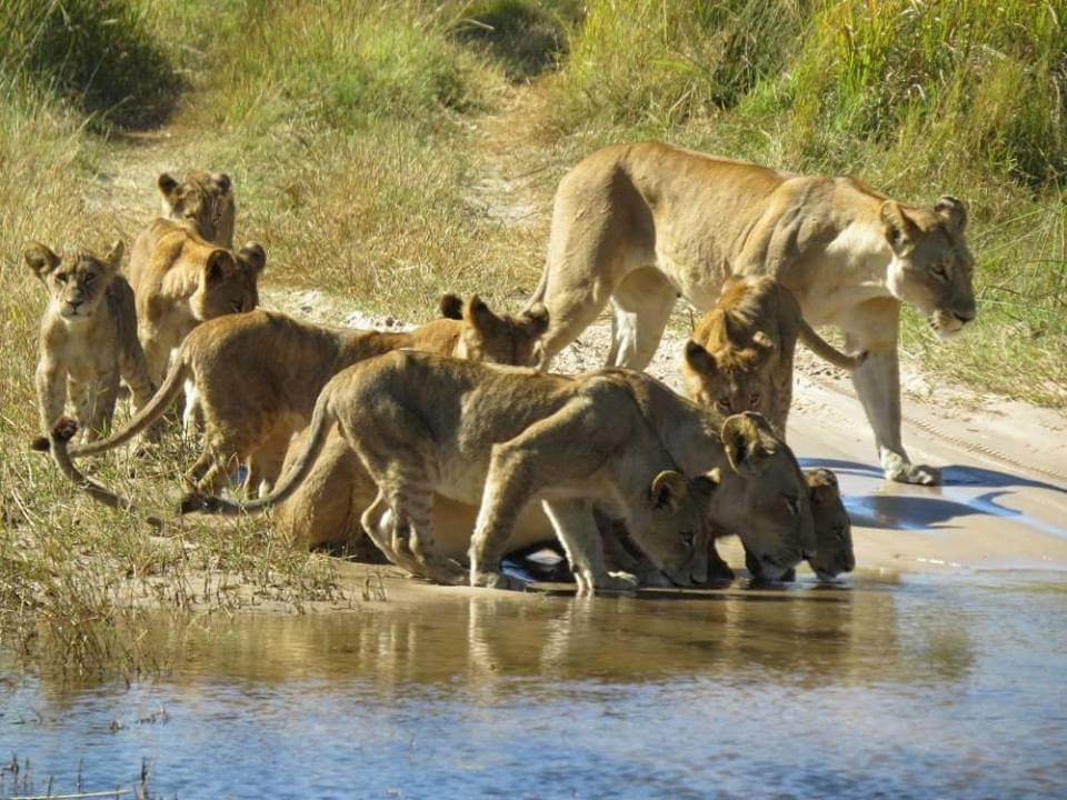 Good morning 

#lion pride #bigcat #serengeti 
#wildlife #TANZANIA #safari #travelphotography #voyage #travelexperience #GOLD #tour #Viajes #naturaleza