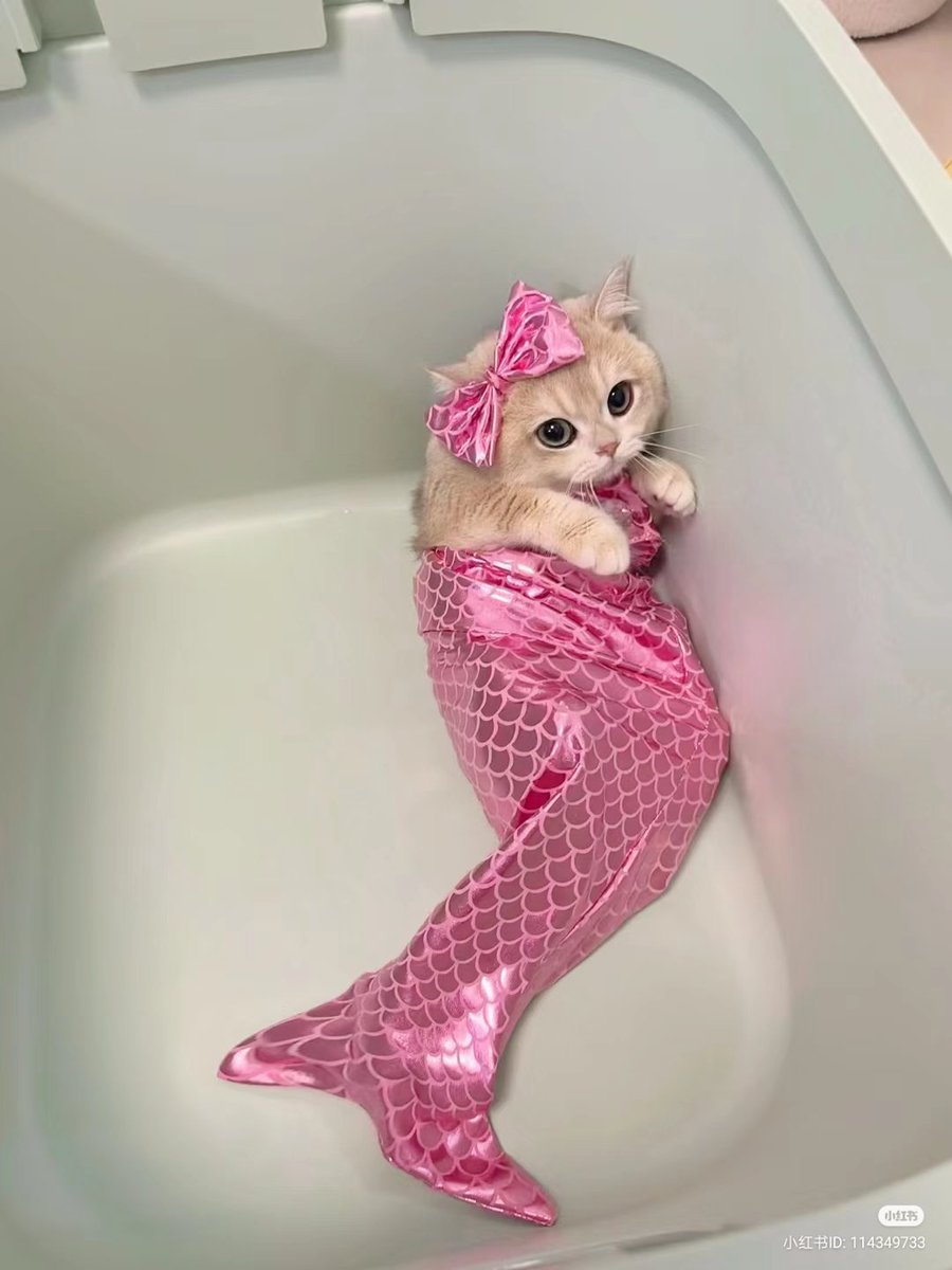 Meormaid 🧜‍♀️