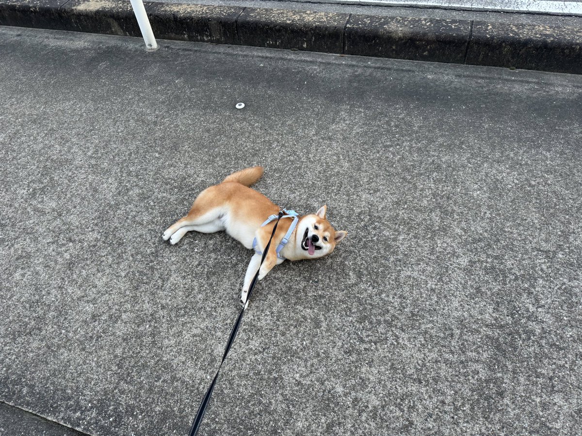 grapeejp's tweet photo. 『散歩拒否』する犬、めっちゃ楽しそう😊　#grape動物

飼い主「散歩拒否やめろ」　駄々をこねる犬、その時の表情が？ https://t.co/e2RRXXUPS8 @grapeejpより https://t.co/iTNycB1Jtg