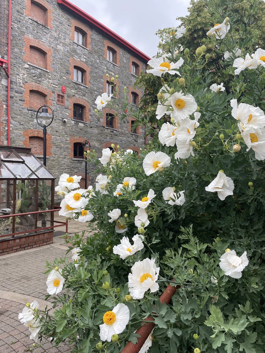 A view of the courtyard! The poppy in all of its glory! #countymuseumdundalk #dundalkmuseum #visitlouth