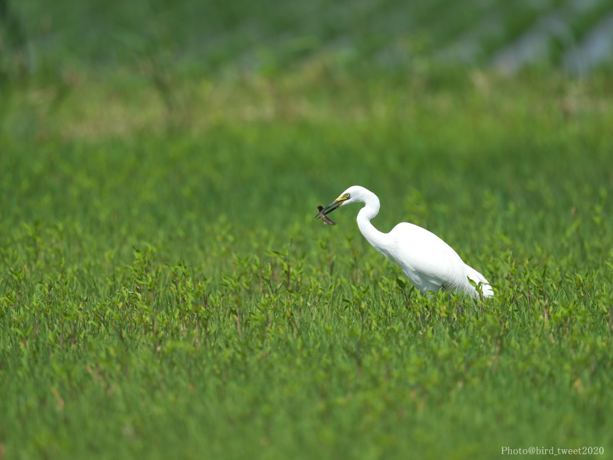 bird_tweet2020's tweet photo. #チュウサギ
休耕田で大きなドジョウを捕まえていました。
休耕田も生物多様性には重要な場所なのかなあ? と思いながら観察しました。
必死に抵抗するドジョウでしたが、最後はチュウサギの喉を通過していました。
合掌🙏
#Intermediateegret https://t.co/zQF8PO46pG