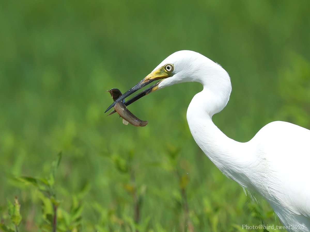 bird_tweet2020's tweet photo. #チュウサギ
休耕田で大きなドジョウを捕まえていました。
休耕田も生物多様性には重要な場所なのかなあ? と思いながら観察しました。
必死に抵抗するドジョウでしたが、最後はチュウサギの喉を通過していました。
合掌🙏
#Intermediateegret https://t.co/zQF8PO46pG