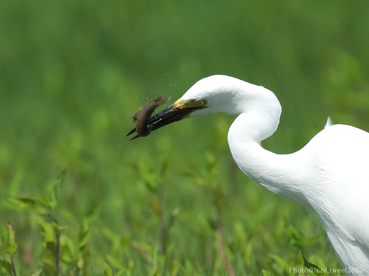bird_tweet2020's tweet photo. #チュウサギ
休耕田で大きなドジョウを捕まえていました。
休耕田も生物多様性には重要な場所なのかなあ? と思いながら観察しました。
必死に抵抗するドジョウでしたが、最後はチュウサギの喉を通過していました。
合掌🙏
#Intermediateegret https://t.co/zQF8PO46pG