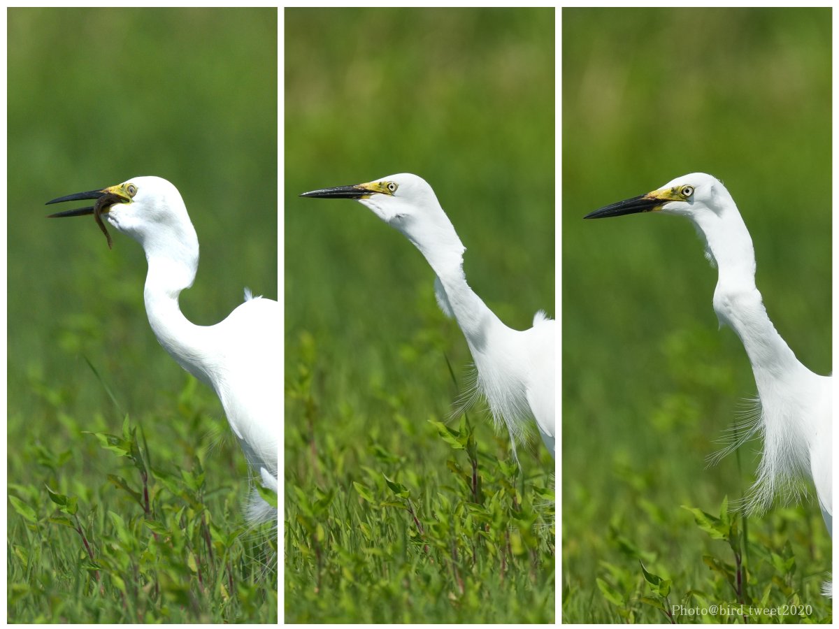 bird_tweet2020's tweet photo. #チュウサギ
休耕田で大きなドジョウを捕まえていました。
休耕田も生物多様性には重要な場所なのかなあ? と思いながら観察しました。
必死に抵抗するドジョウでしたが、最後はチュウサギの喉を通過していました。
合掌🙏
#Intermediateegret https://t.co/zQF8PO46pG