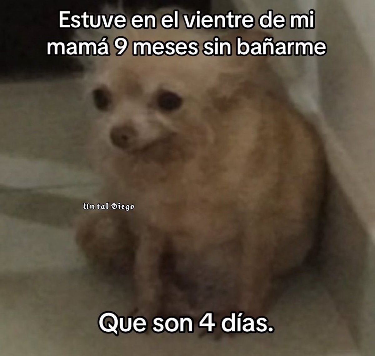 piña sin pizza tweet media