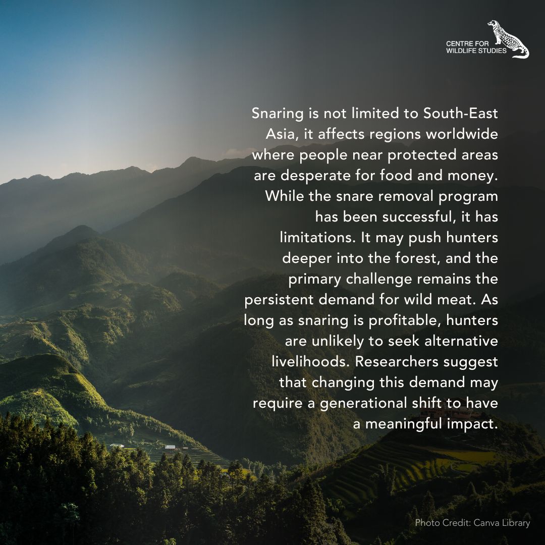 cwsindia's tweet photo. Snares are wiping out South-East Asian wildlife - what can be done? To read the article, visit https://t.co/Jc9dFmpsLR
#news #article #research #SouthEastAsia #WildlifeProtection #Snaring #Snares #Vietnam #WildMeat https://t.co/gxSXrLkdjt