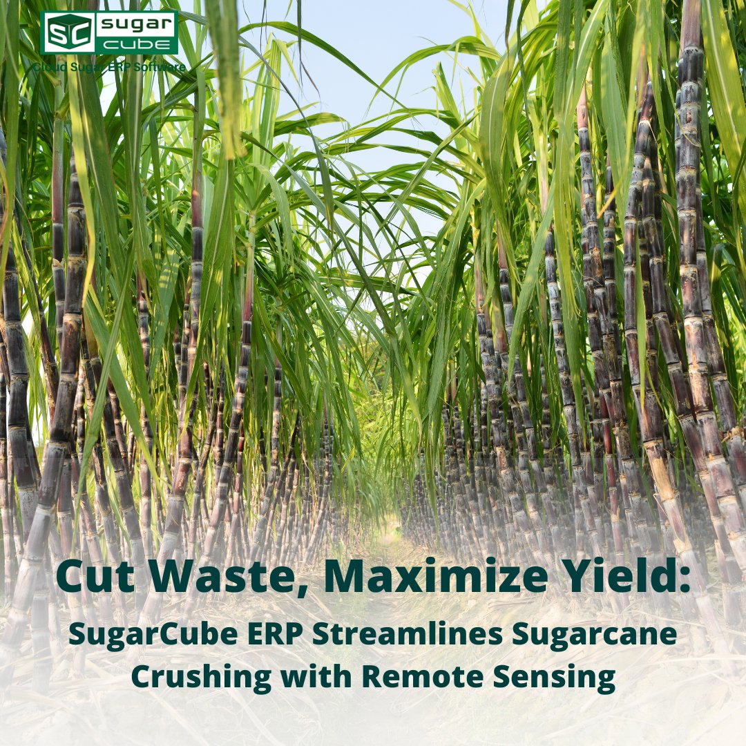 SugarERP's tweet image. Traditional crushing squeezing your profits?   SugarCube ERP leverages remote sensing to predict crop health &amp;amp; optimize harvest times. Reduce waste, boost yield. 
Request a demo today: sugarcubeerp.com

#SugarcaneFarming #AgTech #SugarProcessing