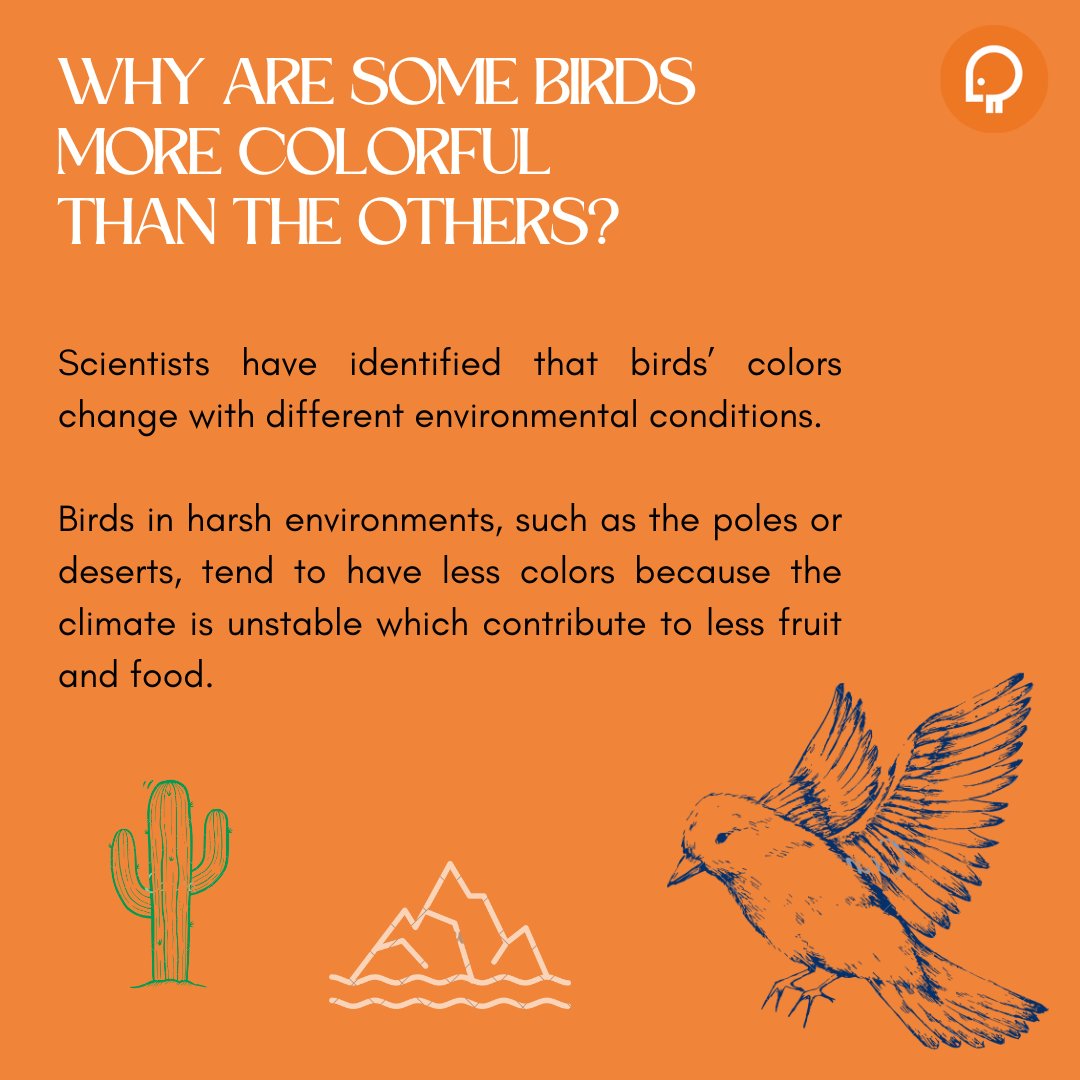 peckperk's tweet photo. Why are some birds more colorful than the others? 🤔

#wildlife #birds #nature #animals #evolution #colors https://t.co/H9pIpF3L92