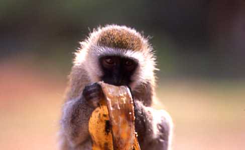 mzeeshimba05's tweet image. #Memories of Savannah
#サバンナの想いで
#Vervet monkey
#サバンナモンキー
#おサルさんと朝ご飯
National park のロッジ
の朝食はオープンなレス
トランでビュッフェスタ
イルその為テーブルを離
れる事がしばしば
食べ物を持って席に座
ると前におサルさんが
イスに座ってお食事中